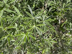 Lupinus formosus