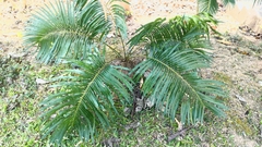 Cycas hainanensis