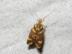 Tisobarica thyteria