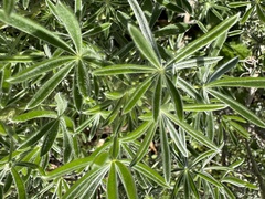 Lupinus formosus