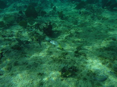 Mulloidichthys martinicus