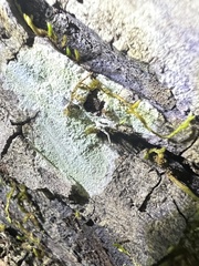 Phlyctis boliviensis