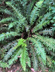Blechnum nudum