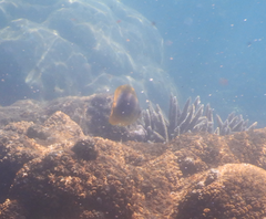 Chaetodon aureofasciatus