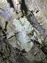 Phlyctis boliviensis