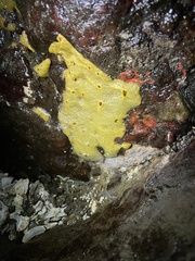 Halichondria panicea