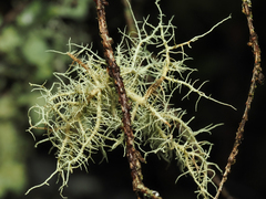 Usnea cornuta