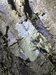 Phlyctis boliviensis