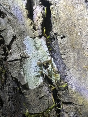 Phlyctis boliviensis