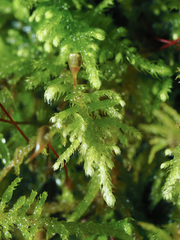 Claopodium crispifolium
