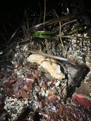 Eupentacta quinquesemita