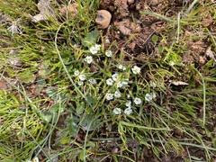 Plagiobothrys scouleri