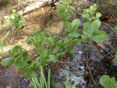 Salix hookeriana