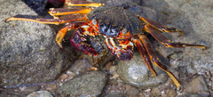 Grapsus albolineatus