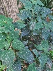 Hypoestes phyllostachya