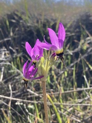 Primula clevelandii
