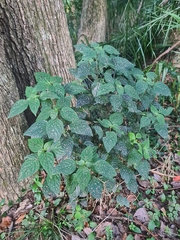 Hypoestes phyllostachya