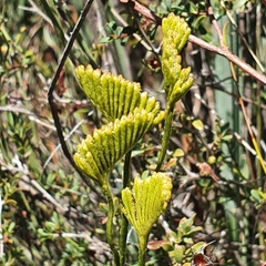Schizaea bifida