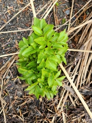 Angelica lucida