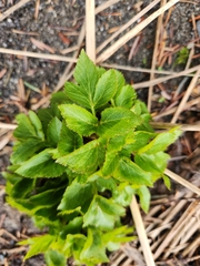 Angelica lucida