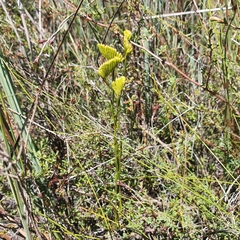 Schizaea bifida