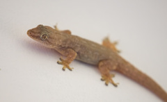 Gekkonidae