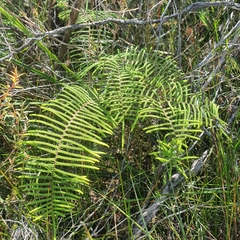 Gleichenia dicarpa