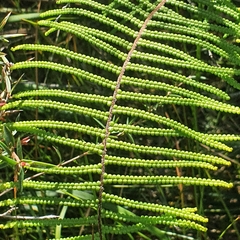 Gleichenia dicarpa