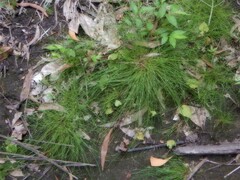 Fimbristylis simplex