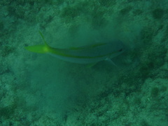 Mulloidichthys martinicus