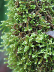 Antitrichia curtipendula