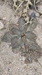 Atrichoseris platyphylla