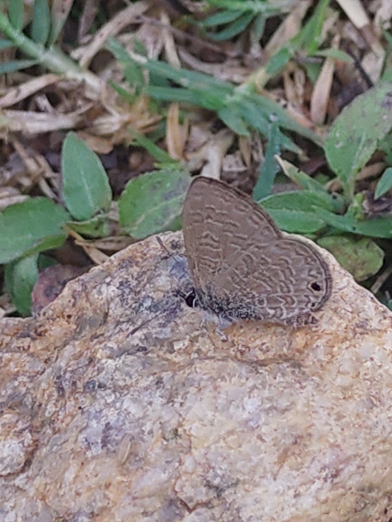 Tailless Lineblue