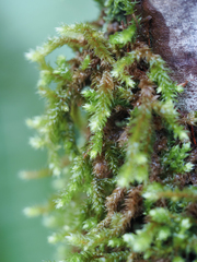 Antitrichia curtipendula