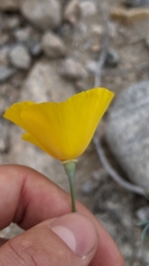 Eschscholzia papastillii