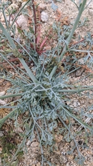 Eschscholzia papastillii