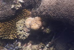 Palythoa tuberculosa