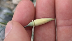 Eschscholzia papastillii