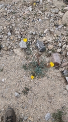 Eschscholzia papastillii