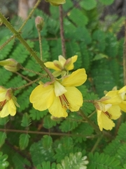 Hultholia mimosoides