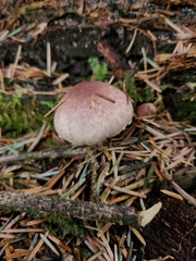 Agaricus diminutivus