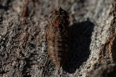 Ledromorpha