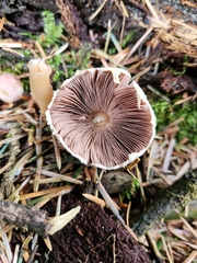 Agaricus diminutivus