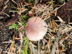 Agaricus diminutivus
