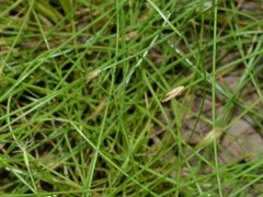 Fimbristylis simplex