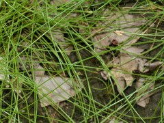 Fimbristylis simplex