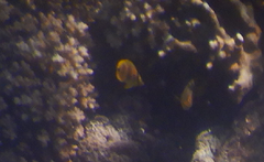 Chaetodon rainfordi
