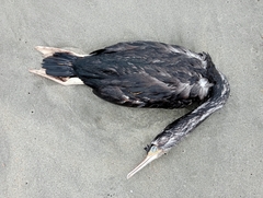 Phalacrocorax punctatus punctatus