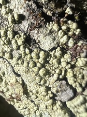 Pertusaria texana