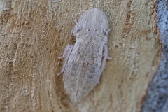 Ledromorpha planirostris